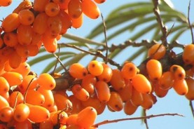 Oil Sea Buckthorn