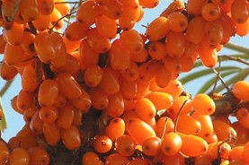 Tablets Sea Buckthorn